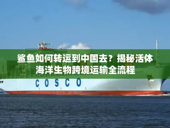 鲨鱼如何转运到中国去？揭秘活体海洋生物跨境运输全流程
