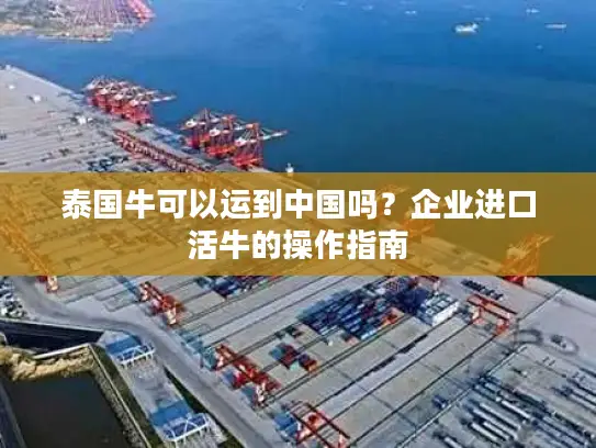 泰国牛可以运到中国吗？企业进口活牛的操作指南