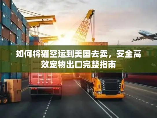 如何将猫空运到美国去卖，安全高效宠物出口完整指南