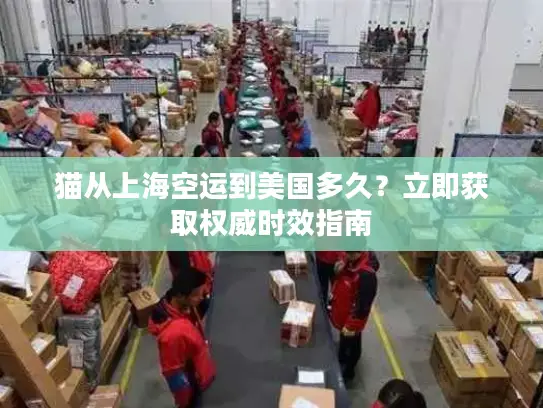 猫从上海空运到美国多久？立即获取权威时效指南