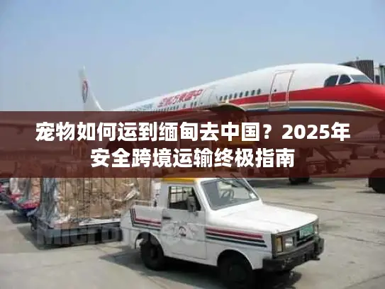 宠物如何运到缅甸去中国？2025年安全跨境运输终极指南