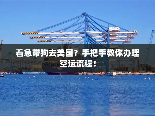 着急带狗去美国？手把手教你办理空运流程！