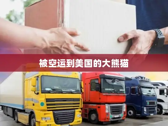 被空运到美国的大熊猫