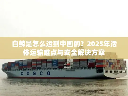 白鲸是怎么运到中国的？2025年活体运输难点与安全解决方案