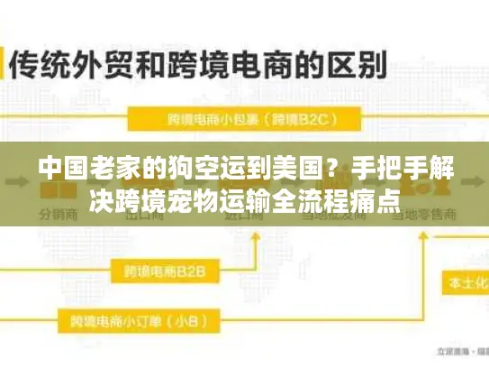 中国老家的狗空运到美国？手把手解决跨境宠物运输全流程痛点