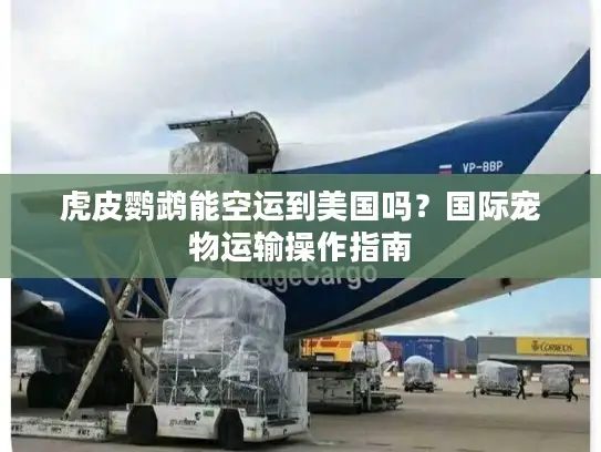 虎皮鹦鹉能空运到美国吗？国际宠物运输操作指南