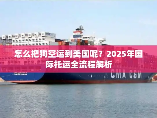怎么把狗空运到美国呢？2025年国际托运全流程解析
