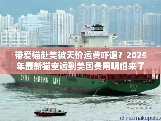 带爱猫赴美被天价运费吓退？2025年最新猫空运到美国费用明细来了