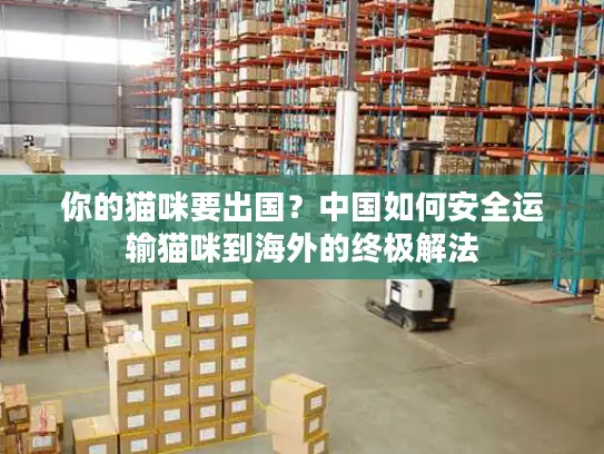 你的猫咪要出国？中国如何安全运输猫咪到海外的终极解法