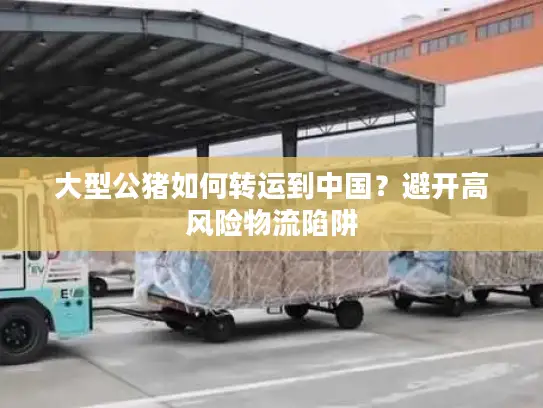 大型公猪如何转运到中国？避开高风险物流陷阱
