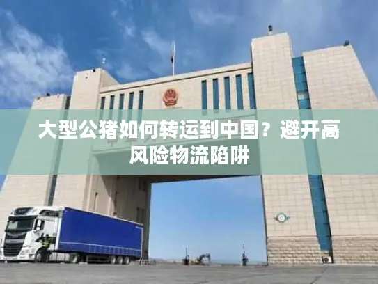 大型公猪如何转运到中国？避开高风险物流陷阱