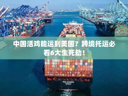 中国活鸡能运到美国？跨境托运必看6大生死劫！