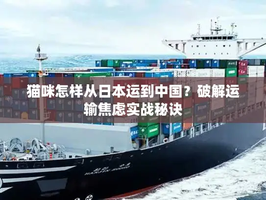 猫咪怎样从日本运到中国？破解运输焦虑实战秘诀