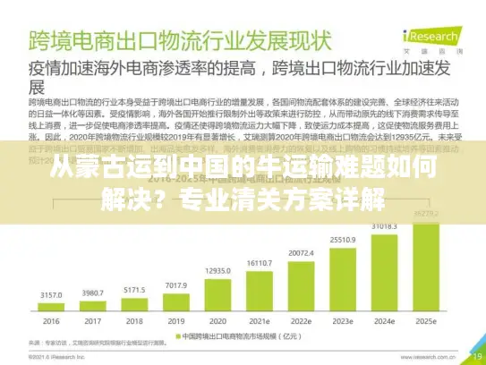 从蒙古运到中国的牛运输难题如何解决？专业清关方案详解