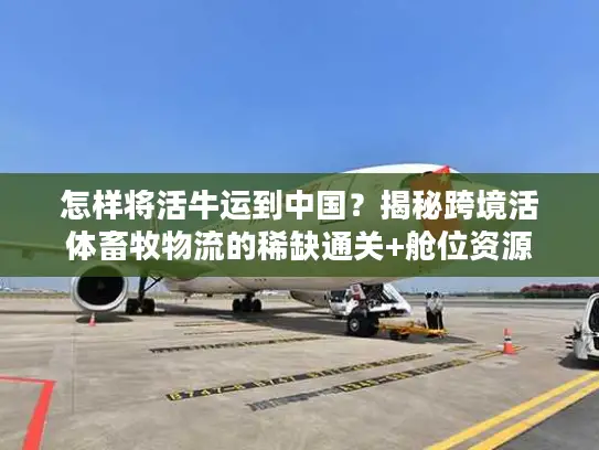 怎样将活牛运到中国？揭秘跨境活体畜牧物流的稀缺通关+舱位资源