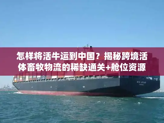 怎样将活牛运到中国？揭秘跨境活体畜牧物流的稀缺通关+舱位资源