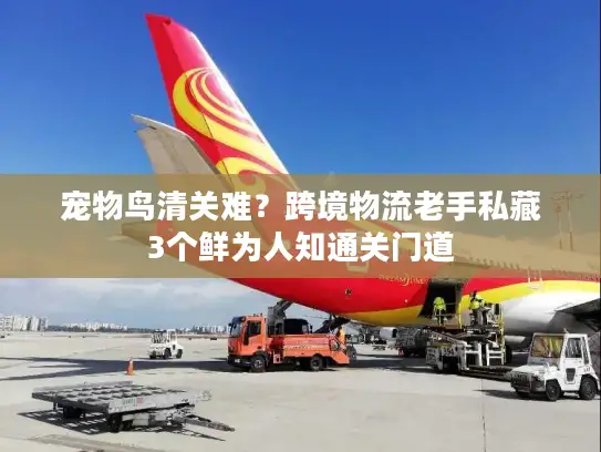 宠物鸟清关难？跨境物流老手私藏3个鲜为人知通关门道