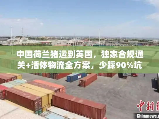 中国荷兰猪运到英国，独家合规通关+活体物流全方案，少踩90%坑